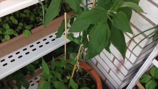 What Vegetables Can You Grow in Shade/Part Sun? - Garden Week 6 смотреть онлайн