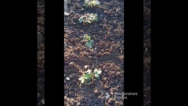 Замечательная ягода - земляника смотреть онлайн