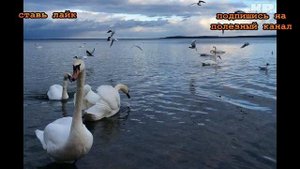★ Почему нельзя кормить уток хлебом, даже если все так делают. У птиц может возникнуть болезнь