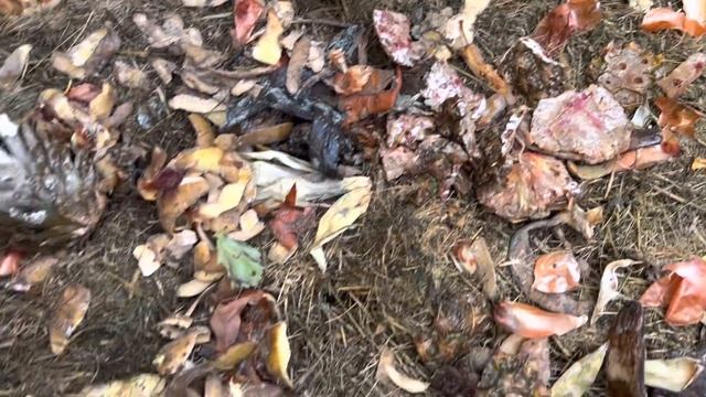 Компост қалай дайындаймыз? Компост деген не? #компост смотреть онлайн