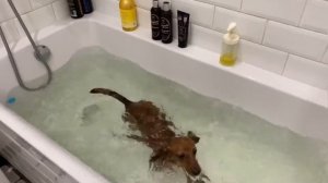 Такса плавает. The dachshund puppy loves to swim!