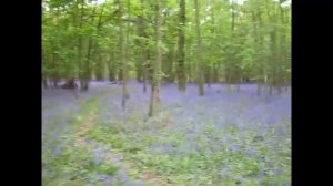 Let me take you on a walk through the Bluebell Woods