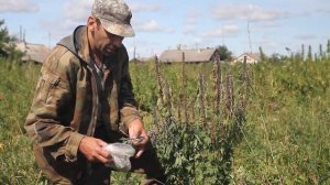 Лекарственные растения. Пустырник