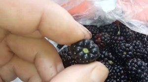 Яжевика чёрная магия ремолтантная измеряем очень крупные ягоды.Яжевика ремолтантная чёрная магия