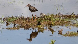 Травники беспокойно кричат. Tringa totanus. Птицы Беларуси.