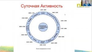 Введение в Кинезиологию 5 Мышцы и Меридианы