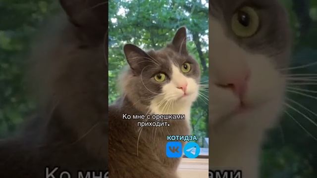 Когда пришла белочка