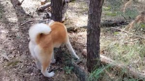 Акита Ину Сату. О породе, характере, содержании от владельцев собаки.