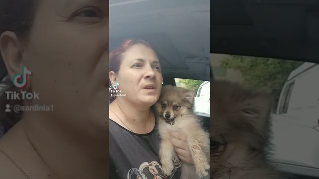 ужас #ужас#Купили#собаку#в#авито #шпиц #хаска смотреть онлайн