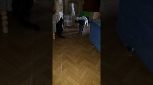 кошки .Глухая кошка или нет. как проверить?