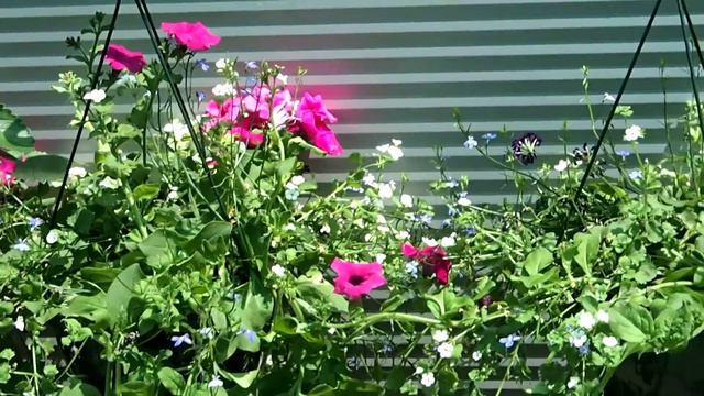 Plants in hanging pots смотреть онлайн