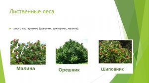 Растения нашей страны природоведение 6 кл.mp4