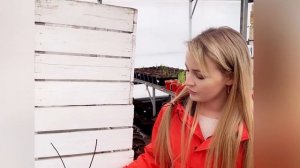 НУЖНО ЛИ ОБРЕЗАТЬ САЖЕНЦЫ ГОРТЕНЗИЙ?