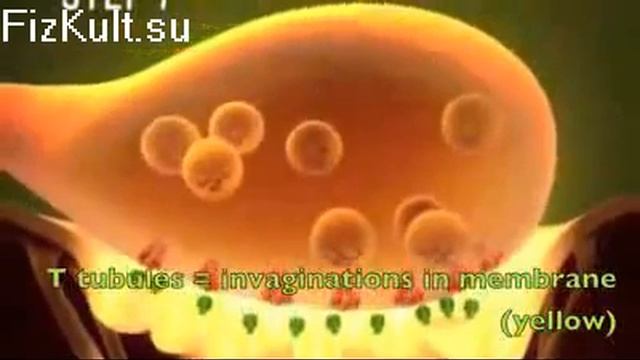Шаги мышечного сокращения