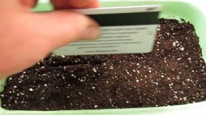 СТЕВИЯ сахарозаменитель. Сеем на рассаду.