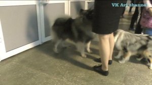 Немецкий вольфшпиц (keeshond) любит общаться!