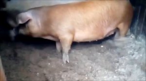 Как свинью Дюрок водили к хряку Ландрас