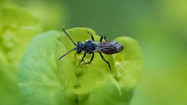 Sphecodes albilabris ♀ (Halictidae-Hymenoptera) 2018 смотреть онлайн