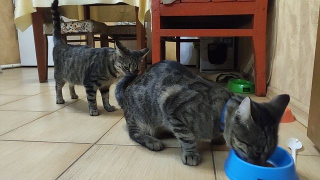 кошки(брат и сестра)