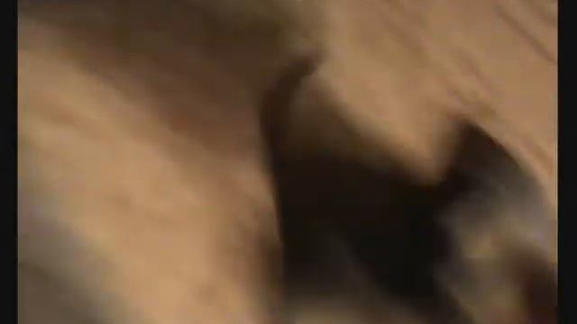 Bedlington terrier puppy смотреть онлайн