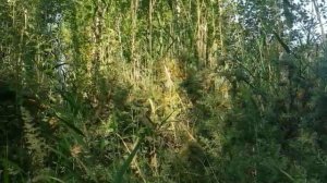 Природа Иссык-куля