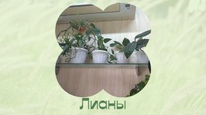 Монстеры. Черенки. Пересадка.