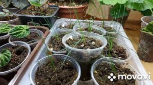 Обзор рассады в конце сезона ( у меня он заканчивается)