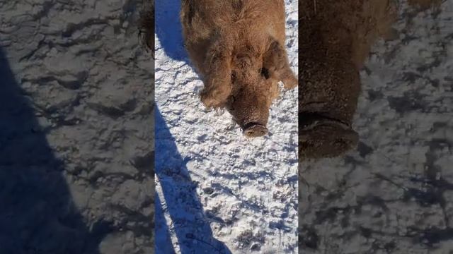 Венгерская мангалица, самая ласковая порода свиней...