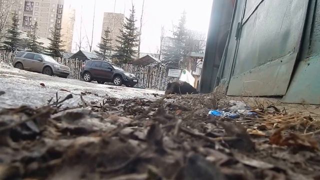 005 25 03 2016 Г МУСЯ КАДРИТ ГЛАВНОГО ... смотреть онлайн