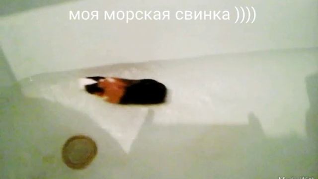 Моя морская свинка плавает в ванне :) смотреть онлайн