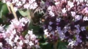 Пчелы собирают нектар с душицы