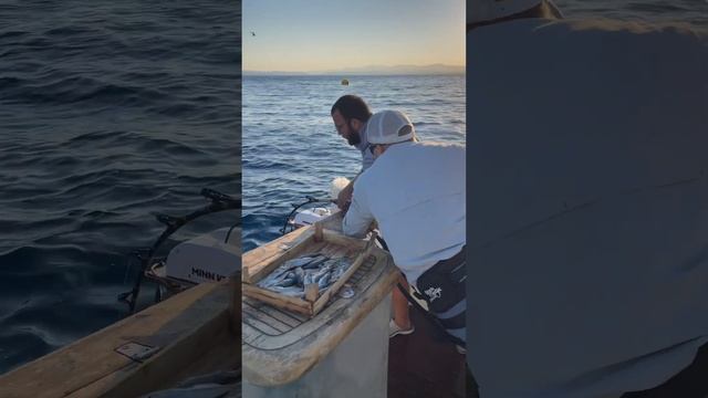 Голубой Тунец в Турции #голубойтунец #тунец #рыбалканатунца смотреть онлайн