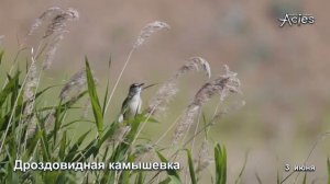пение Дроздовидной Камышевки