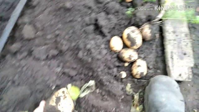 Голандский картофель сорта Ривьера смотреть онлайн