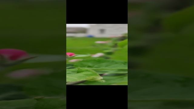 Цветение молодой яблони