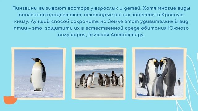Зоо знакомство «Важный житель Антарктиды», посвященное Дню осведомленности о пингвинах смотреть онлайн