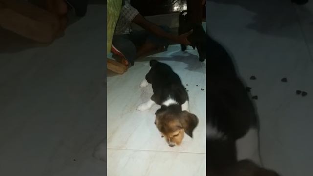 Beagle puppy (1month old) having royal canine for the first time