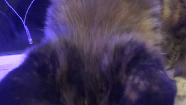 Делаю ремонт, мышка Моники, гирлянда и игры смотреть онлайн