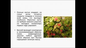 КРАСИВОПЛОДНИК