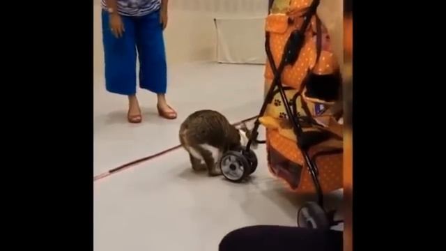 Кот, который лишился передних лап, живёт полноценной жизнью. Кошка - кенгуру смотреть онлайн