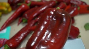 Самый урожайный перец для открытого грунта и теплиц! Обзор сортов. Сладкий перец Самандер.