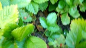 Земляника всё лето! Сорт Ренессанс