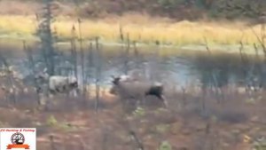 MOOSE HUNTING IN RUSSIA! Охота на лося на реву