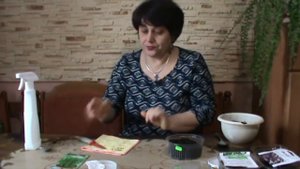 Розмарин. Как вырастить розмарин из семян