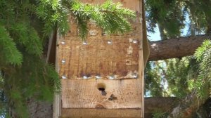 роеловство 2022 продолжается /роеловство / пасека в деревне