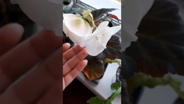 Бегония, посаженная в январе, первый раз цветет в сентябре. Цветок очень красивый) смотреть онлайн