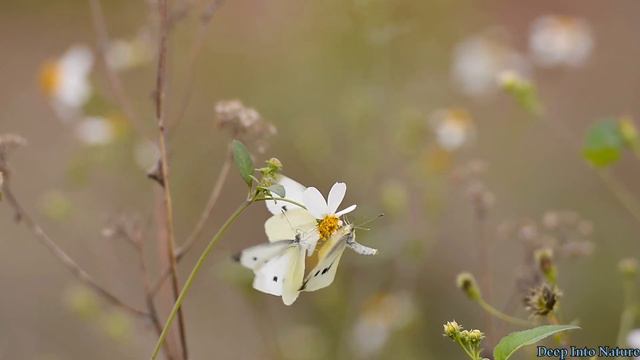 감성돋는 현악 연주곡 ㅣ바이올린 .비올라 & 첼로ㅣRelaxing Strings Music смотреть онлайн