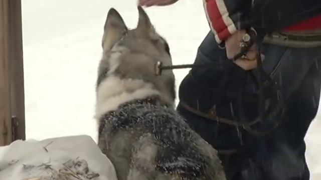 Драки в упряжке (Хаски) смотреть онлайн