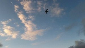 Ввысь с песней свободы. Самолет Aggressor Long Range FPV.