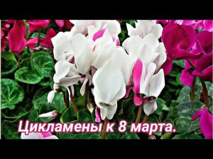 Выращивание цикламена к 8 марта.